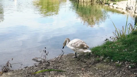 A swan clears away branches on the river bank Stock Footage 297850859