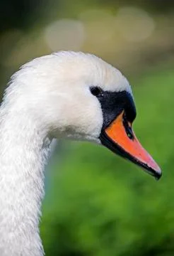 The swan cloe up image Stock Photos