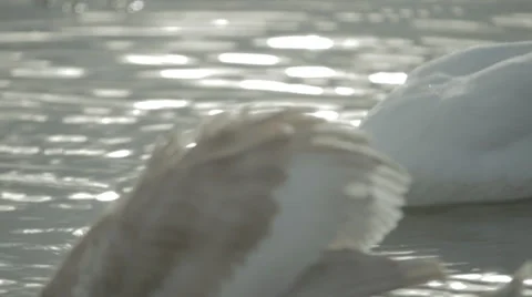 Swan Close up on Cygnet Wings 스톡 동영상 34344245