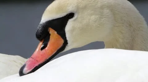 Swan Close Up 库存影片 10886989