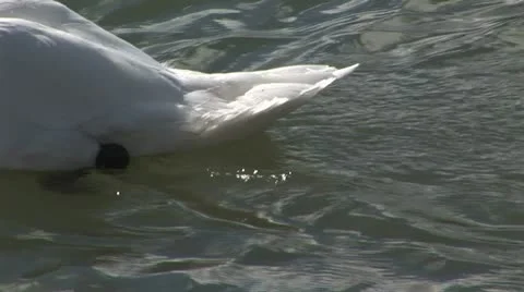Swan close up Stock Footage 20482960