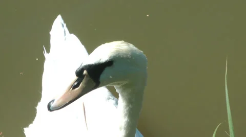 Swan close up 库存影片 39196983