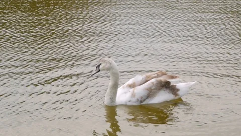 Swan close up Stock Footage 110922925