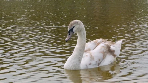 Swan close up Stock Footage 110922951