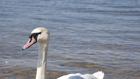 Swan close up. 스톡 동영상 116793802