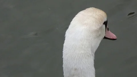 Swan close up Video stock 124026703