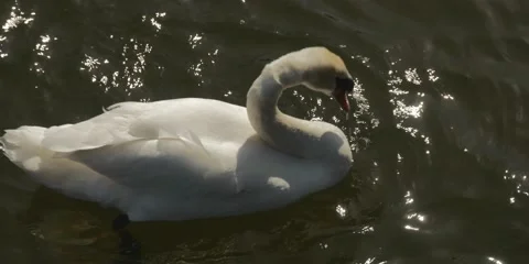 Swan Close Up Stock Footage 131981924