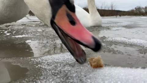 Swan up close Video stock 229165687