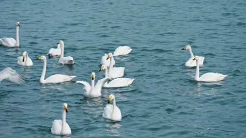 Swan close-up Stock Footage 270268705