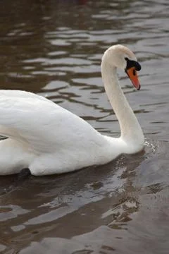 Swan close up Stock Photos