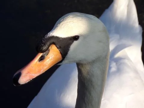 Swan close-up Stock Photos