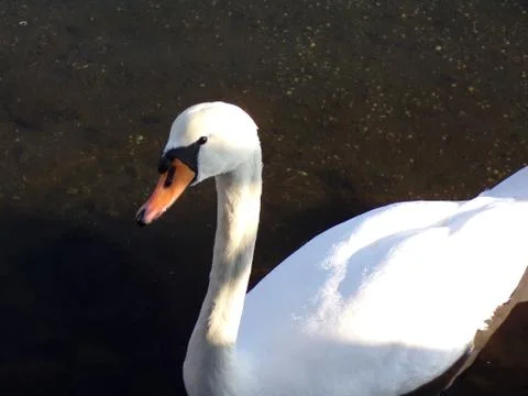 Swan close-up Stock Photos