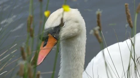 Swan Close Up Slomo Video stock 50905878