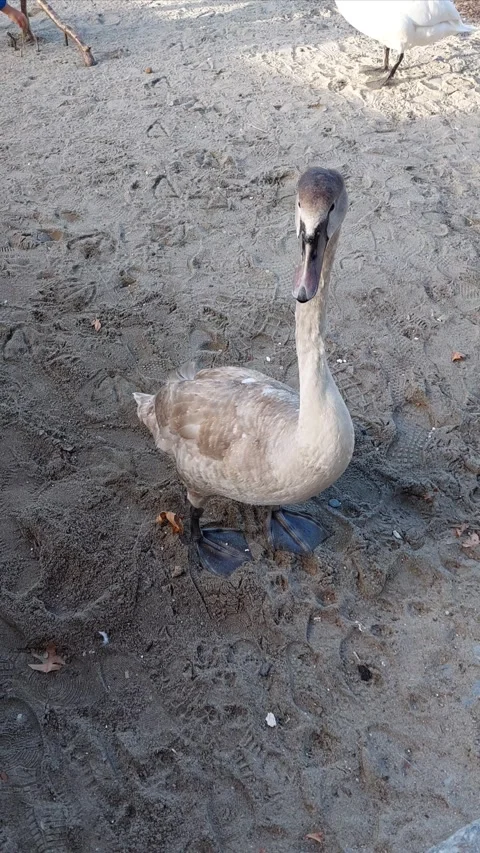 Swan Up Close Video Video stock 320079072