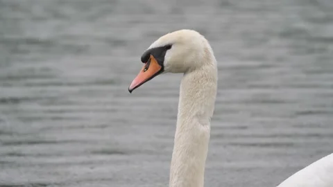 Swan closeup Stock Footage 131910967
