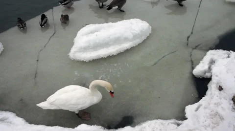 Swan in cold River water Stock Footage 36066343