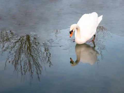 Swan in cold waters Stock Photos