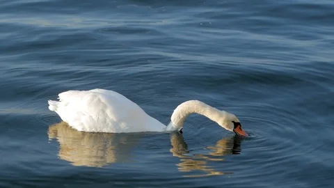 Swan with collar Stock Footage 122451334
