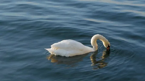 Swan with collar Stock Footage 122451368