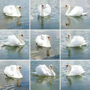 Swan collection Stock Photos