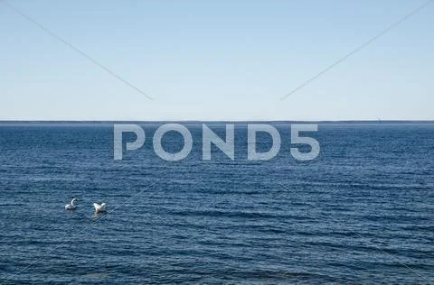 Swan couple in blue water Stock Photos