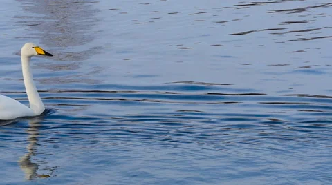 Swan couple Stock Footage 61334554