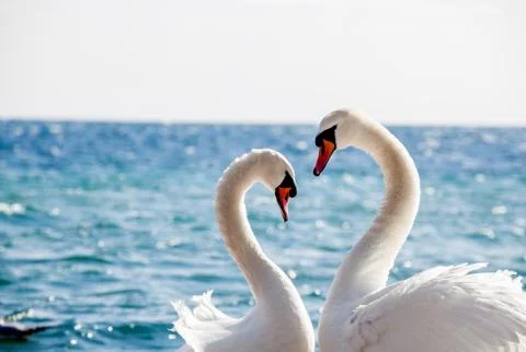 Swan couple Фото