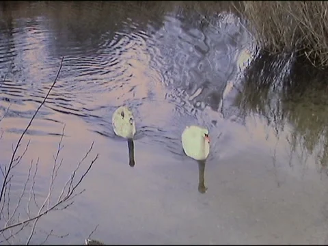 Swan couple in a pond Stock-Footage 133809176