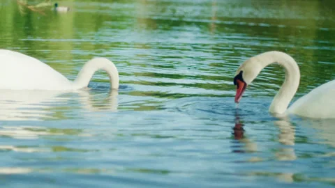Swan couple synchronized in diving and emerging form water Stock Footage 142354372