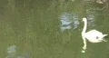 Swan crossing close HD HD Footage