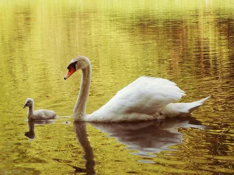 Swan with cub Stock-Fotos