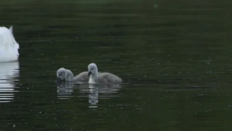 Swan with cute babies Video stock 243228392