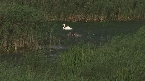 SWAN WITH CYGNETS Stock Footage 55772986