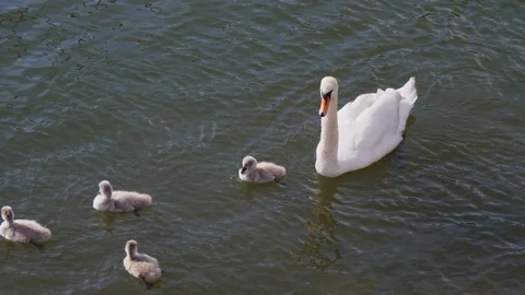 Swan with cygnets Stock Footage 88440496