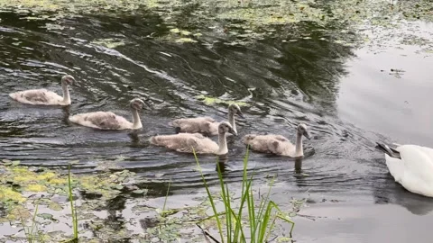 Swan cygnets Stock Footage 338126753