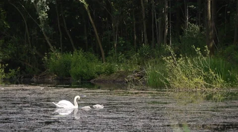 Swan with cygnets on lake Video stock 44752838