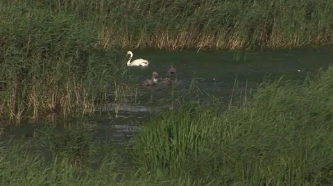 SWAN WITH CYGNETS IN MARSH Stock Footage 55772984