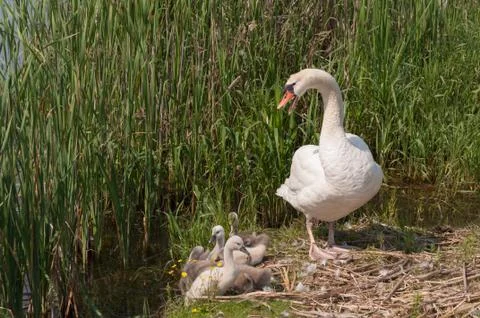 Swan with cygnets Stock Photos