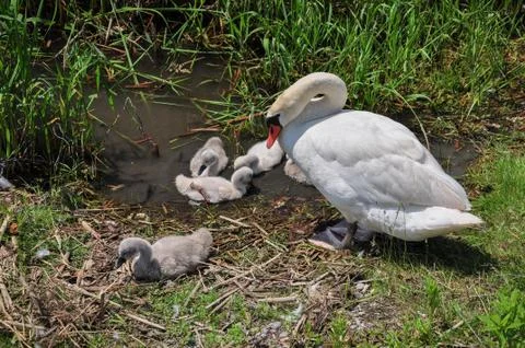 Swan with cygnets Stock Photos