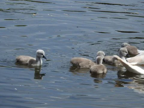 Swan with cygnets Stock Photos