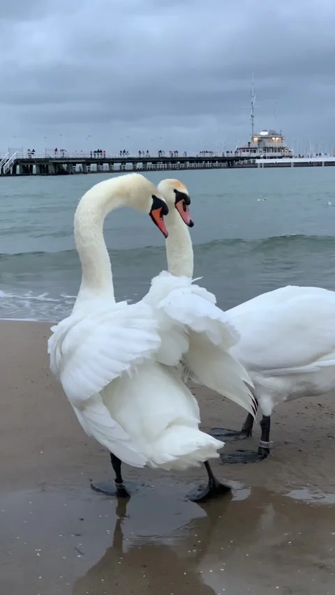 Swan dance on the sea Stock Footage 234900225