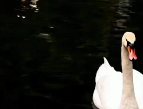 A swan that dances Video stock 280535118