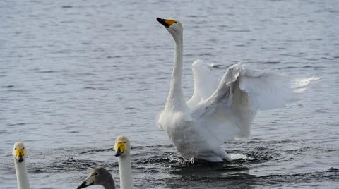 Swan is dancing 5 库存影片 61332287