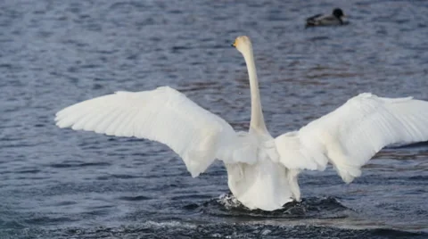 Swan dancing Stock Footage 61332395