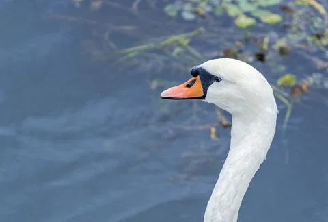 Swan on the Danube Stock Photos