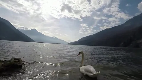 Swan on the dark lake Stock Footage