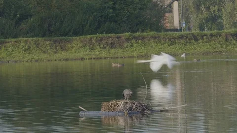 A swan darts on by behind a duck resting Stock Footage 113486859