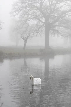 Swan at dawn Stock Photos