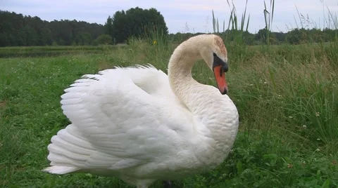 Swan defending chicks Stock Footage 3712730