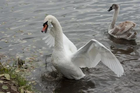 Swan defends chick. Stock Photos